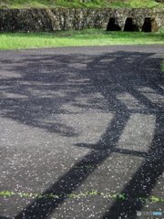 影・柵・花びら