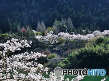 八百津・桜3