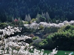 八百津・桜3