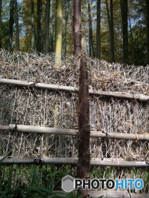 筍がズンズン