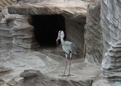 アザラシから横取り