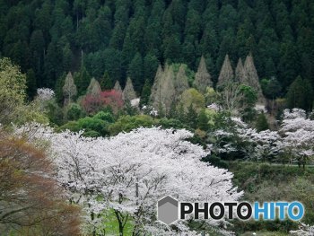 八百津・桜2