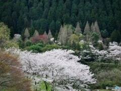 八百津・桜2