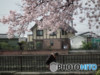 ばあちゃんと散歩