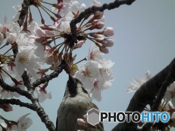 スズメの花見