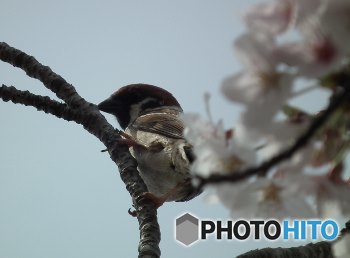 スズメの花見2