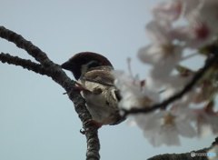 スズメの花見2