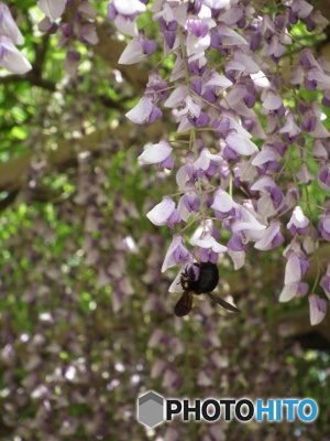 蜂が往ったり来たり