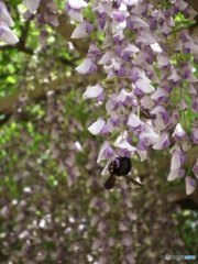 蜂が往ったり来たり