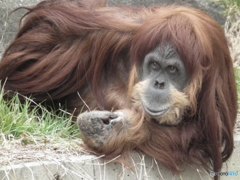 リラックスます