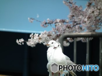 ユリカモメもみんなで花見