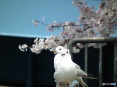 ユリカモメもみんなで花見