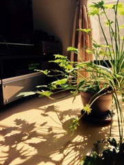 午後のひととき