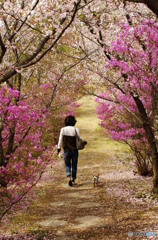 花の散歩道