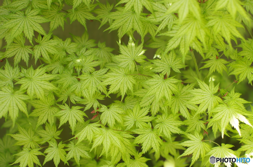 鴫立沢
