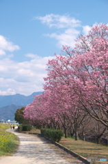 陽光桜