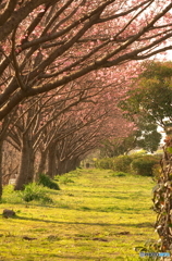陽光桜 咲き始めました