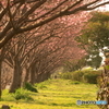 陽光桜 咲き始めました