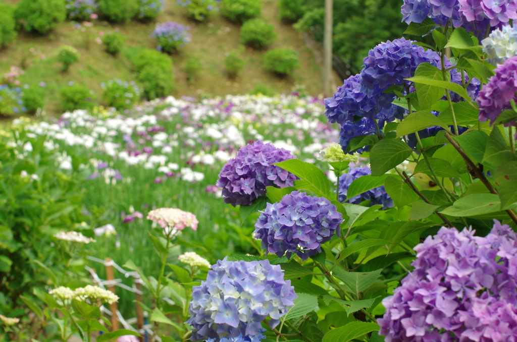 紫陽花と花菖蒲