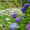 紫陽花と花菖蒲