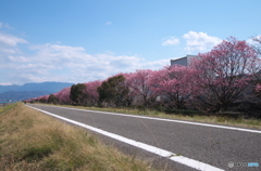 桜並木