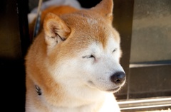 昼寝