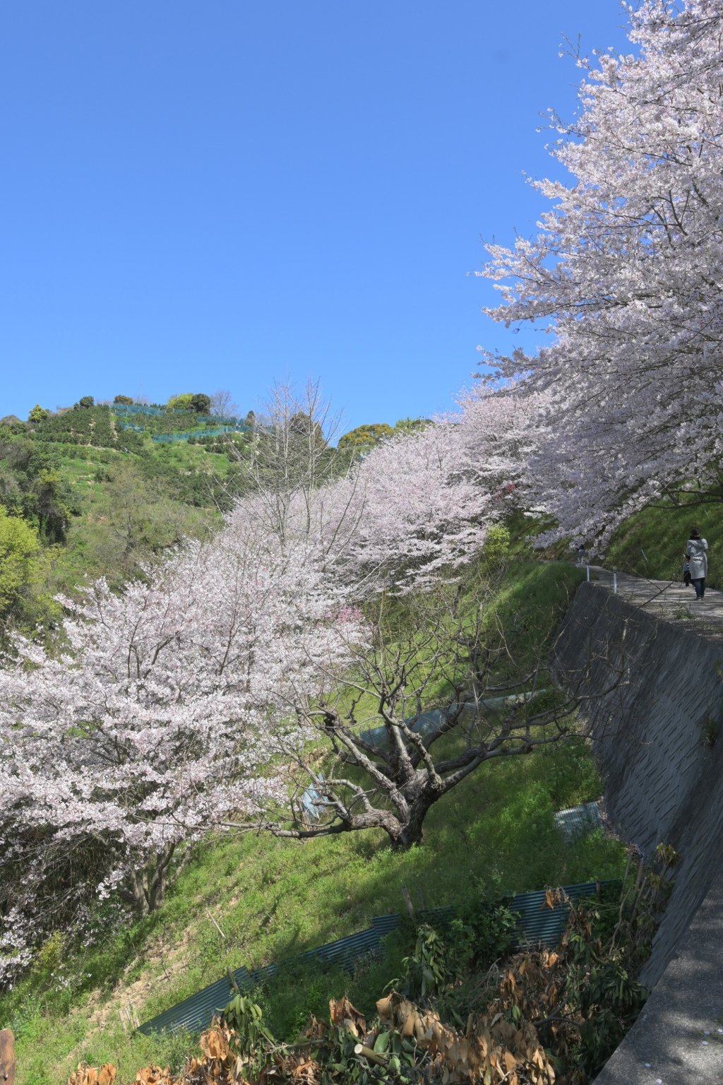 人影少ない桜