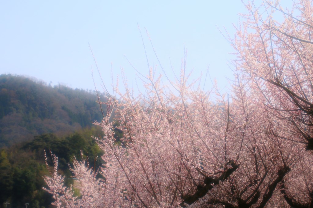 陽光に香る