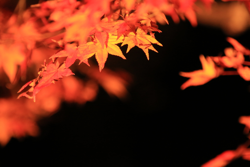 闇夜の紅葉