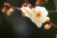 光