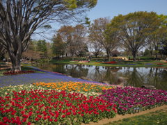 昭和記念公園