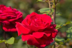 深紅のバラ　2