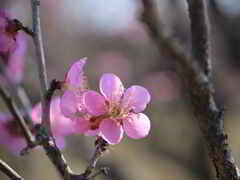 凛とした五つの花弁