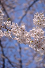 野川の桜