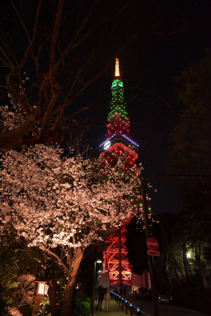 桜とタワー