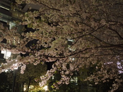 箱崎公園の桜