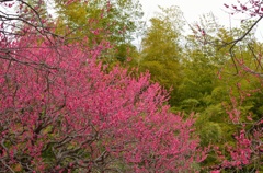 神代植物公園　梅
