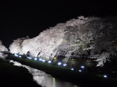 野川の桜、一夜限りのライトアップ