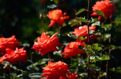 神代植物公園にて
