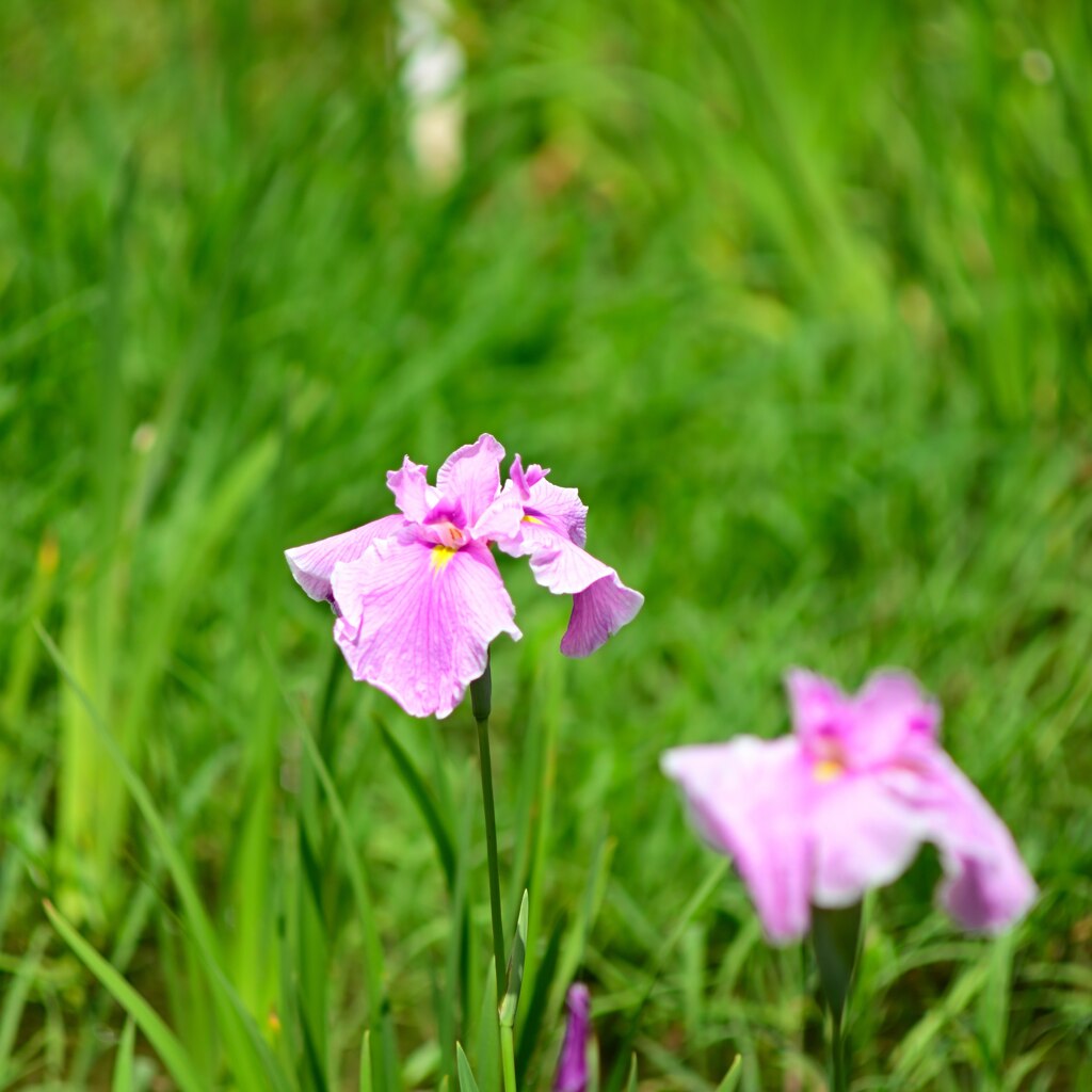 神代植物公園　水生植物園にて　3