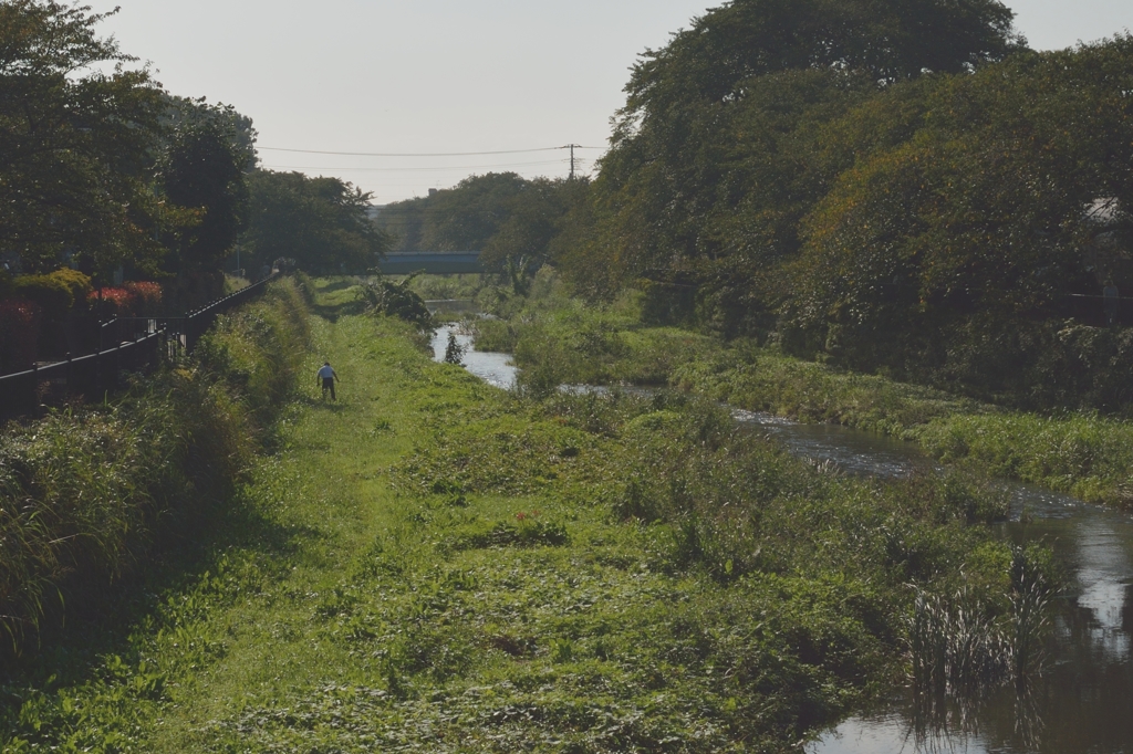 今朝の野川