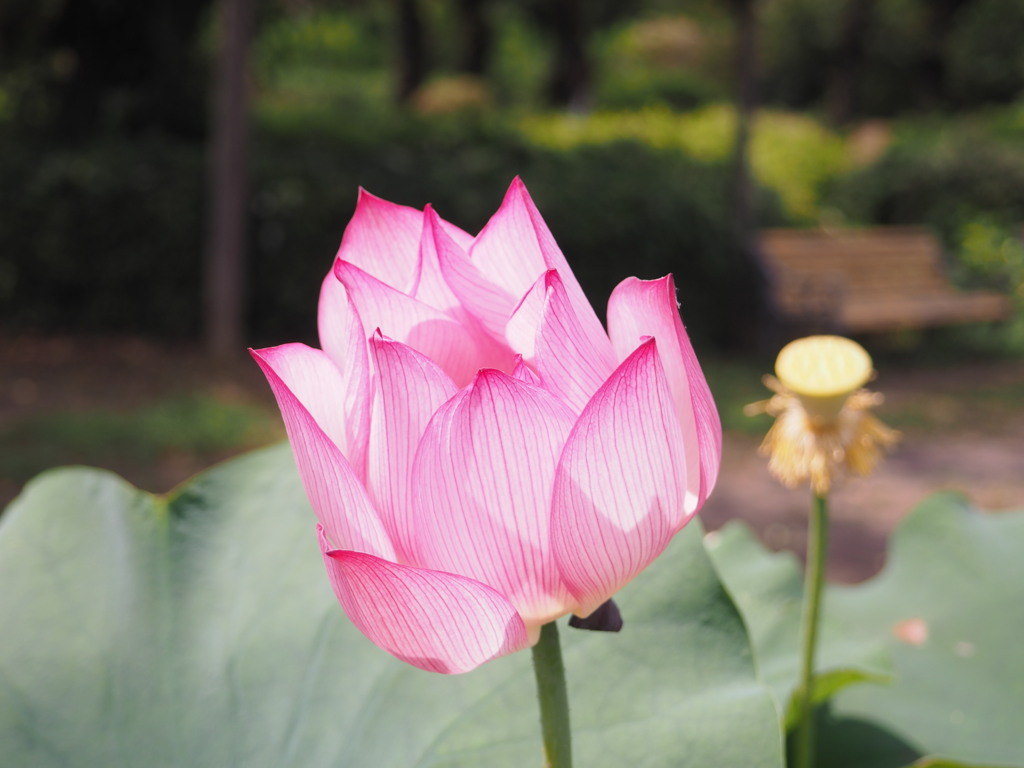 透明感・・・穢れなき美しさ