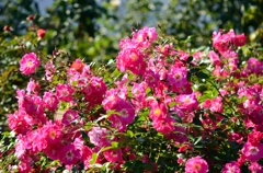 神代植物公園にて