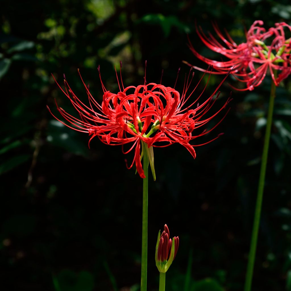 彼岸花