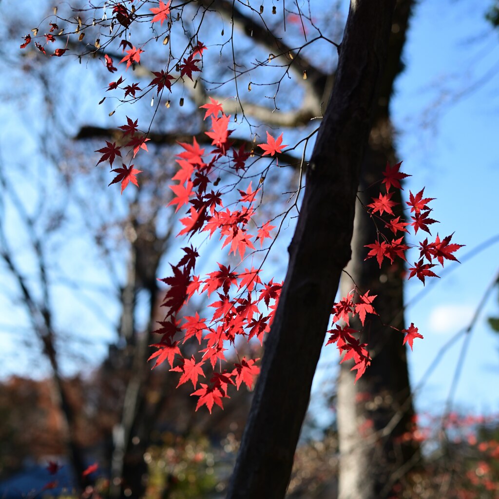 紅葉