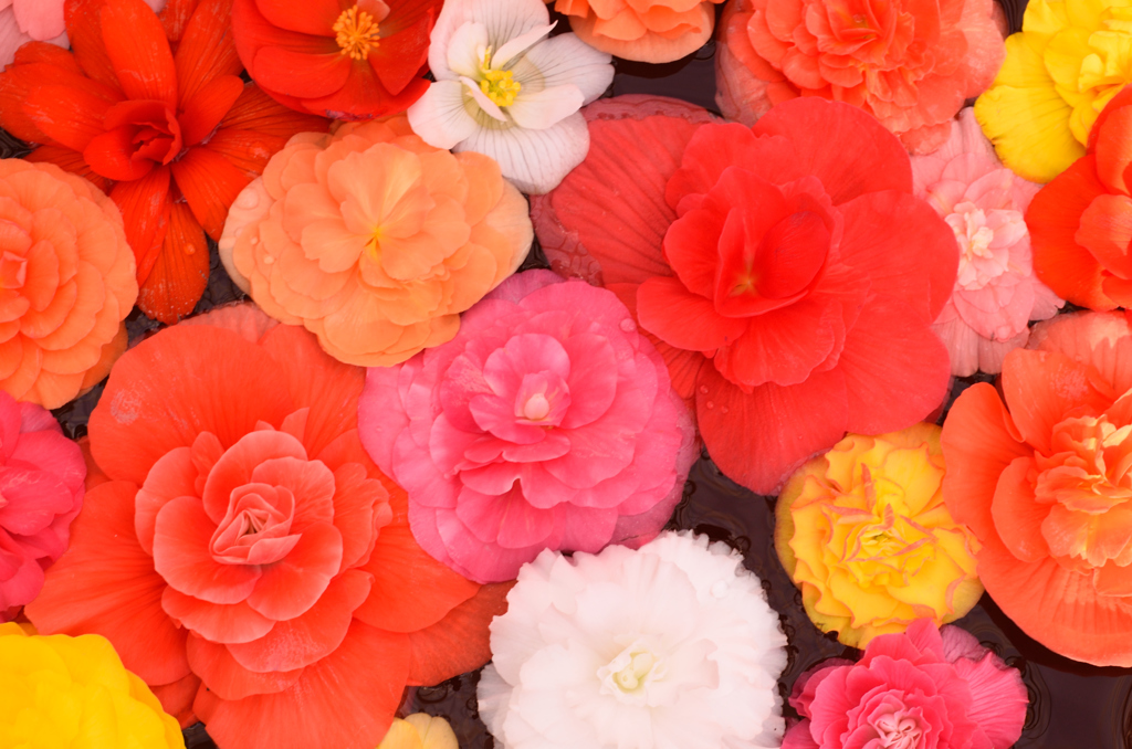 flowers