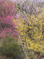 神代植物公園　梅　１