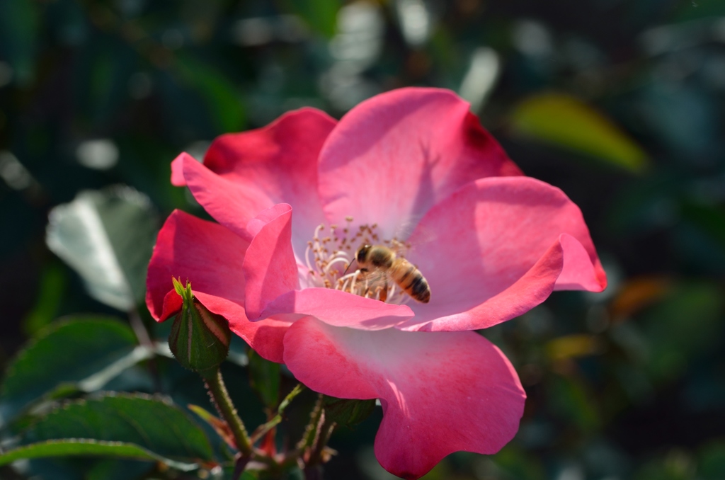 神代植物公園にて