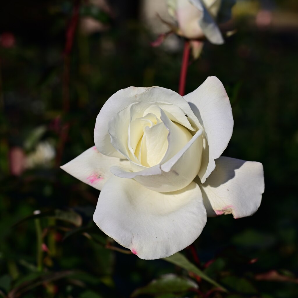 神代植物公園　バラ園