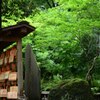 雨上がりの緑　1